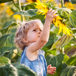 Kind mit Sonnenblumen
